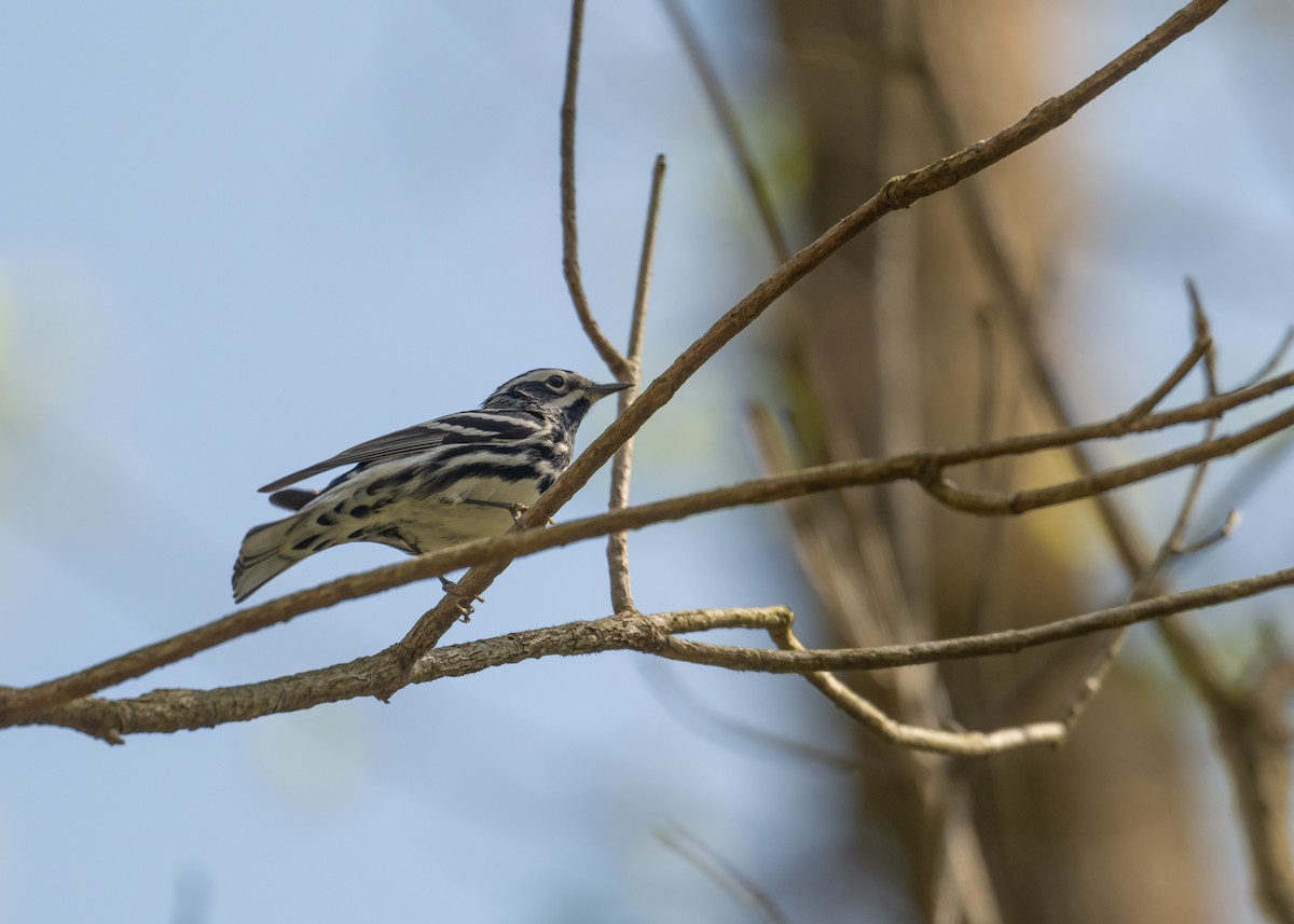 Black-and-white Warbler - Sheila and Ed Bremer