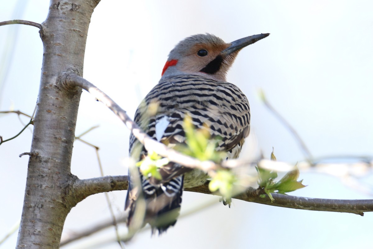 Northern Flicker - ML617471377