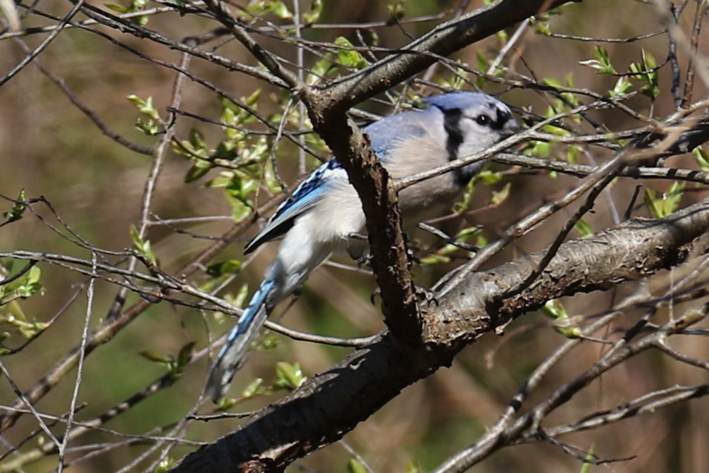 Chara Azul - ML617471386