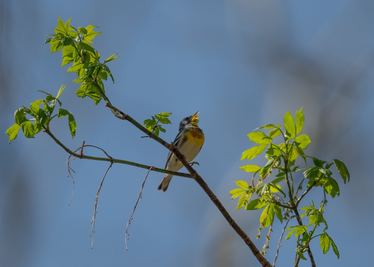 Northern Parula - Sheila and Ed Bremer