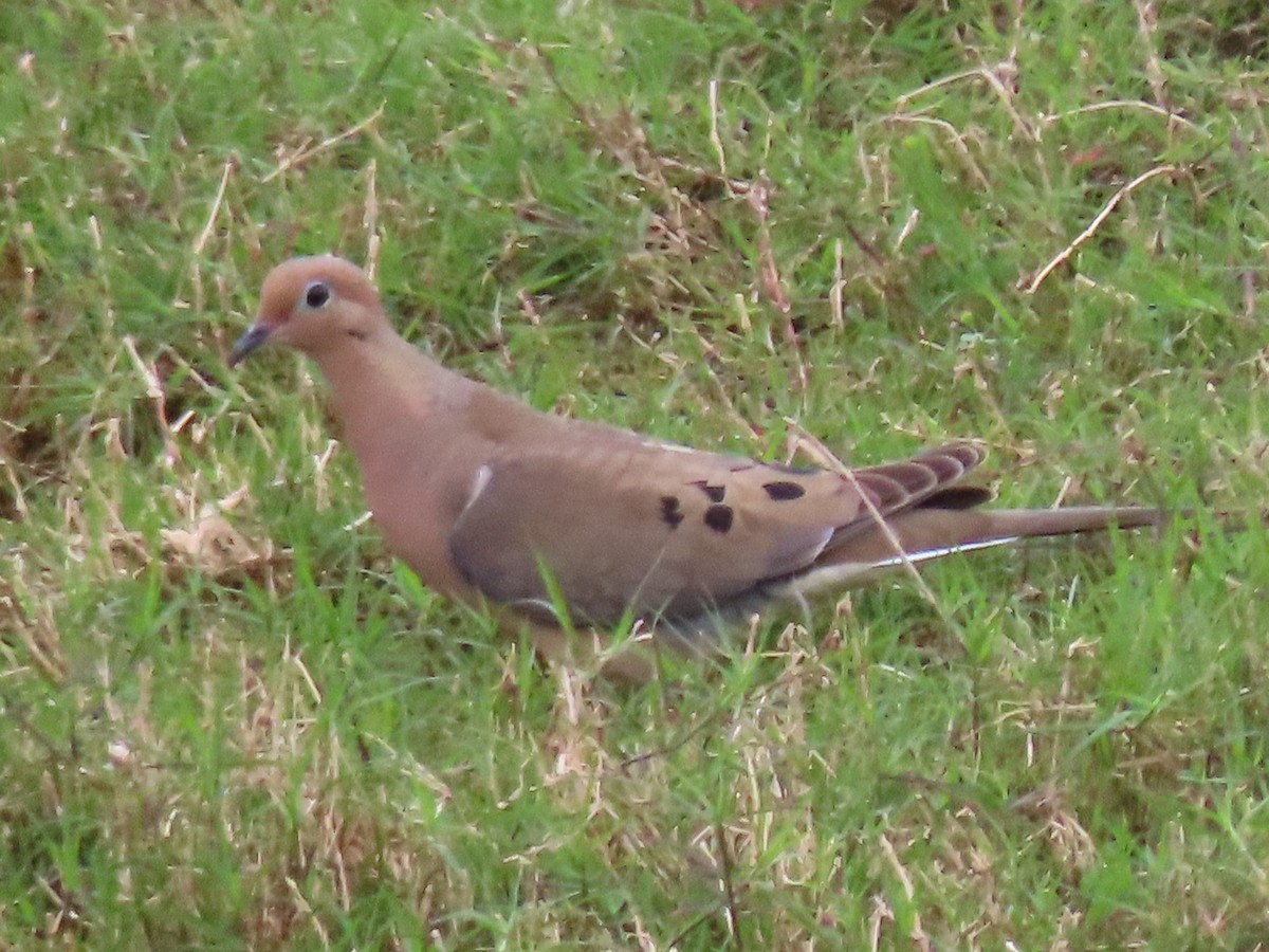 Mourning Dove - Diane Durham