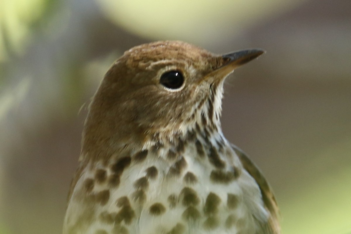 Hermit Thrush - ML617471407