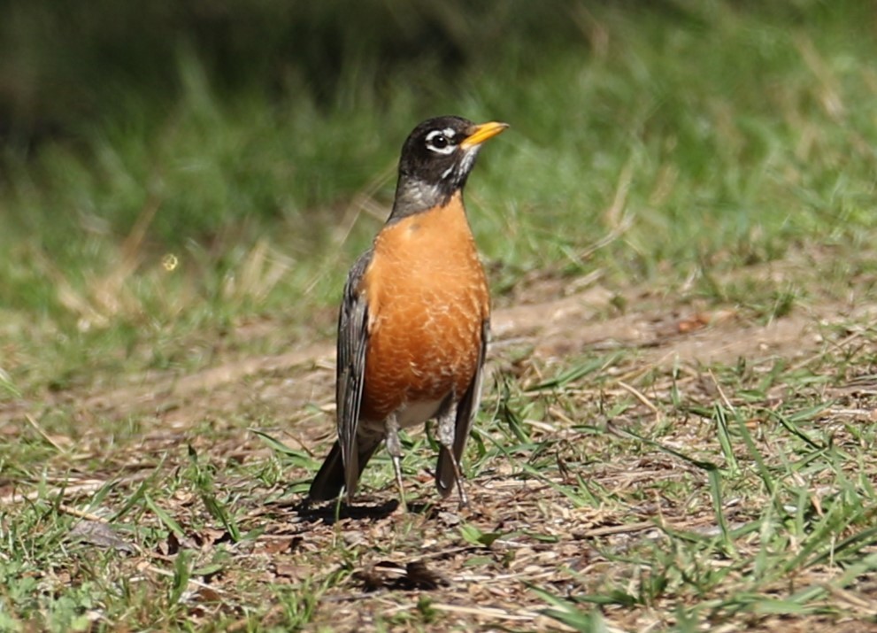 American Robin - ML617471411