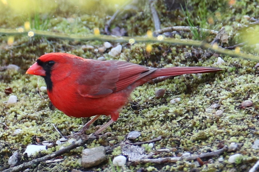 Cardinal rouge - ML617471423