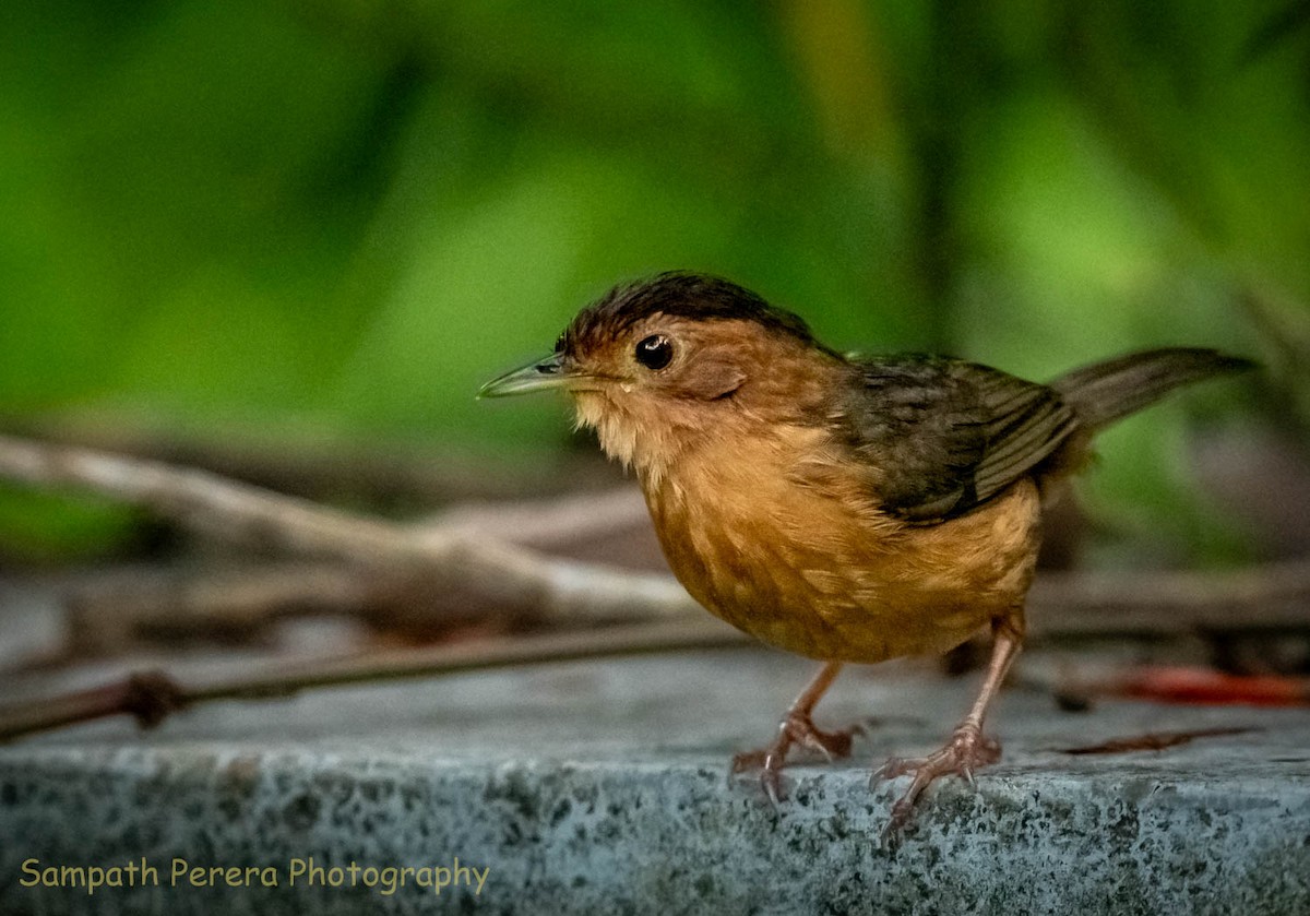 Brown-capped Babbler - ML617471431