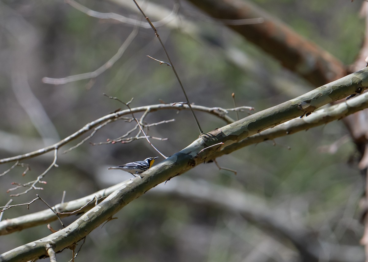 Yellow-throated Warbler - ML617471432