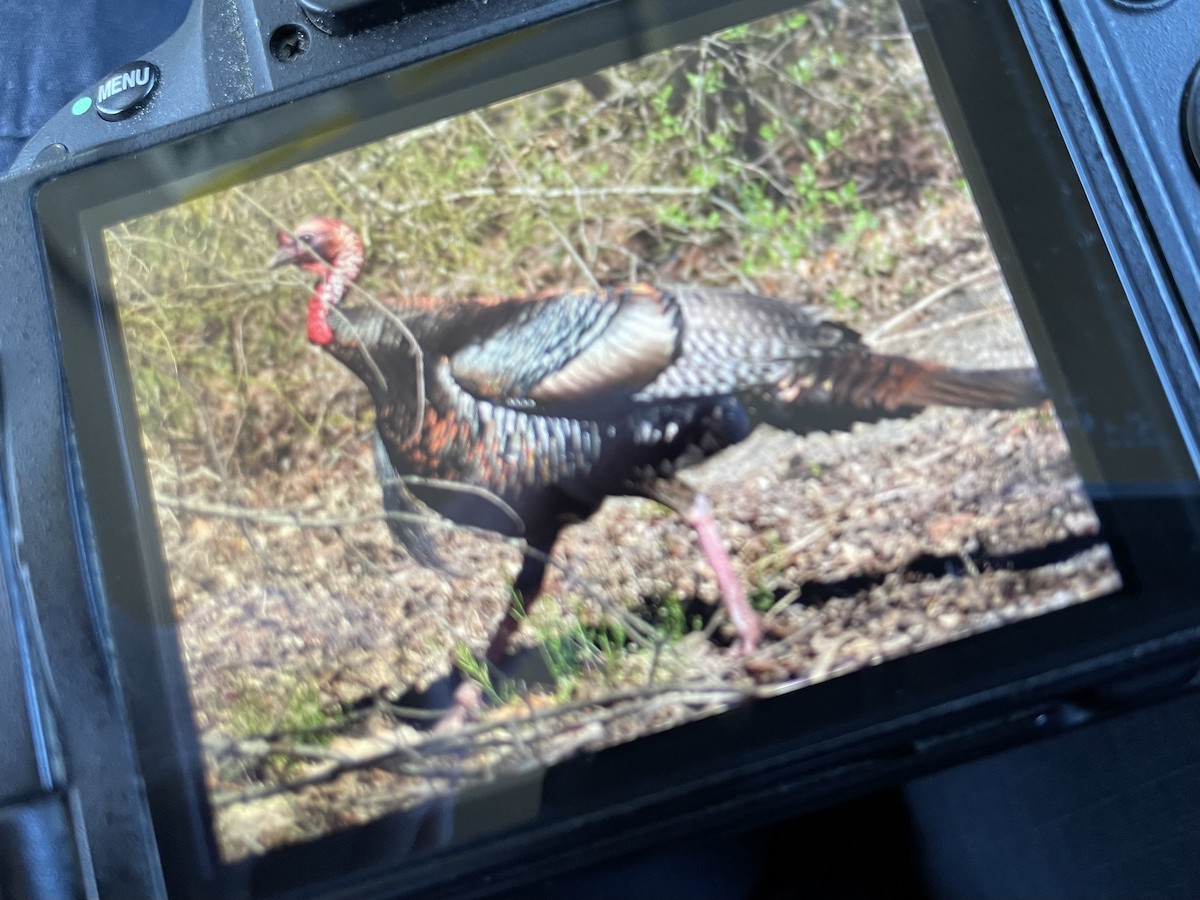 Wild Turkey - Al Della Bella