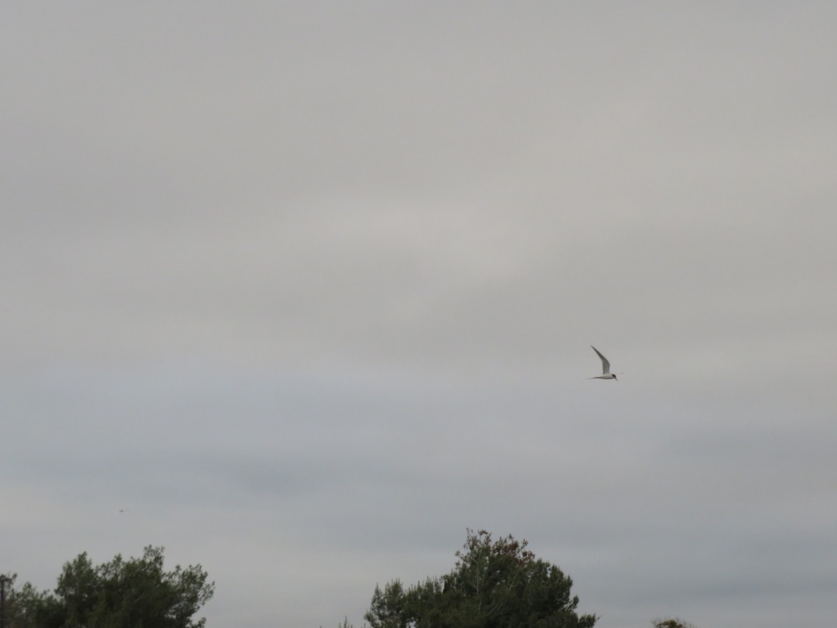 Forster's Tern - ML617471436