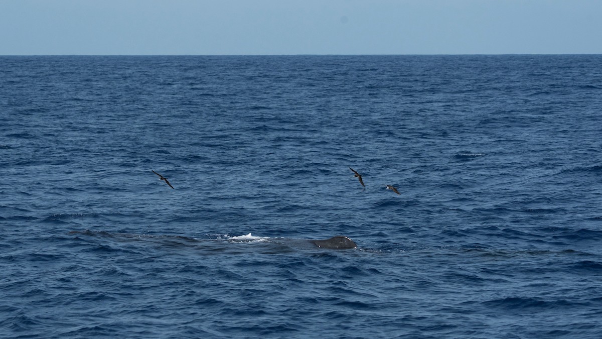 Streaked Shearwater - ML617471437