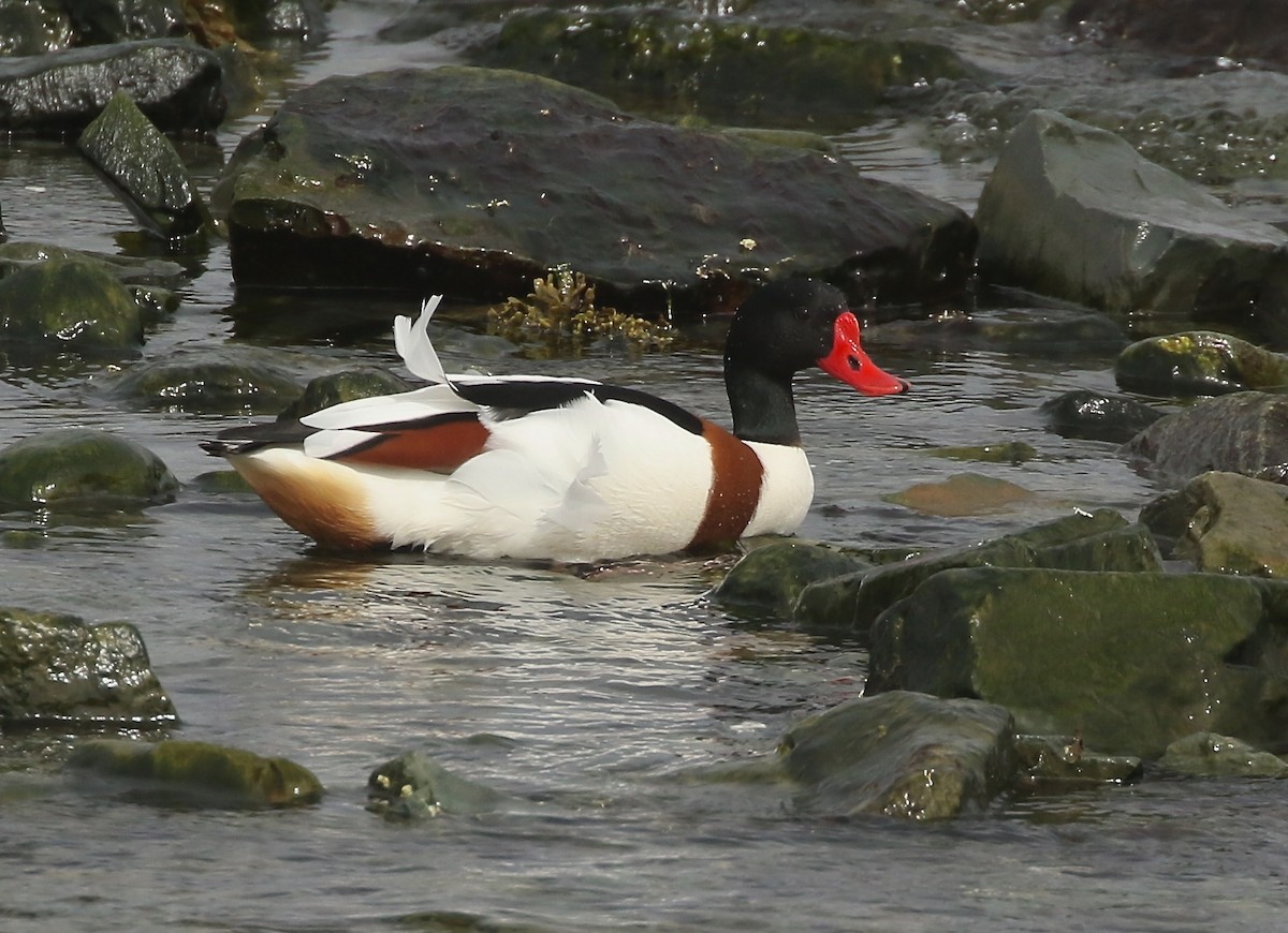 Common Shelduck - ML617471454