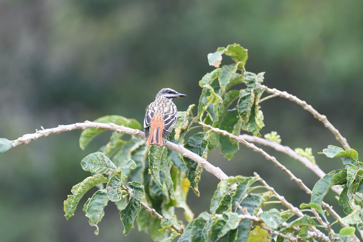 Sulphur-bellied Flycatcher - terence zahner