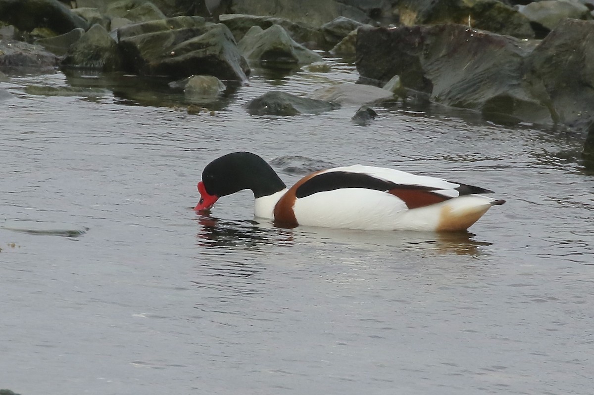 Common Shelduck - ML617471460