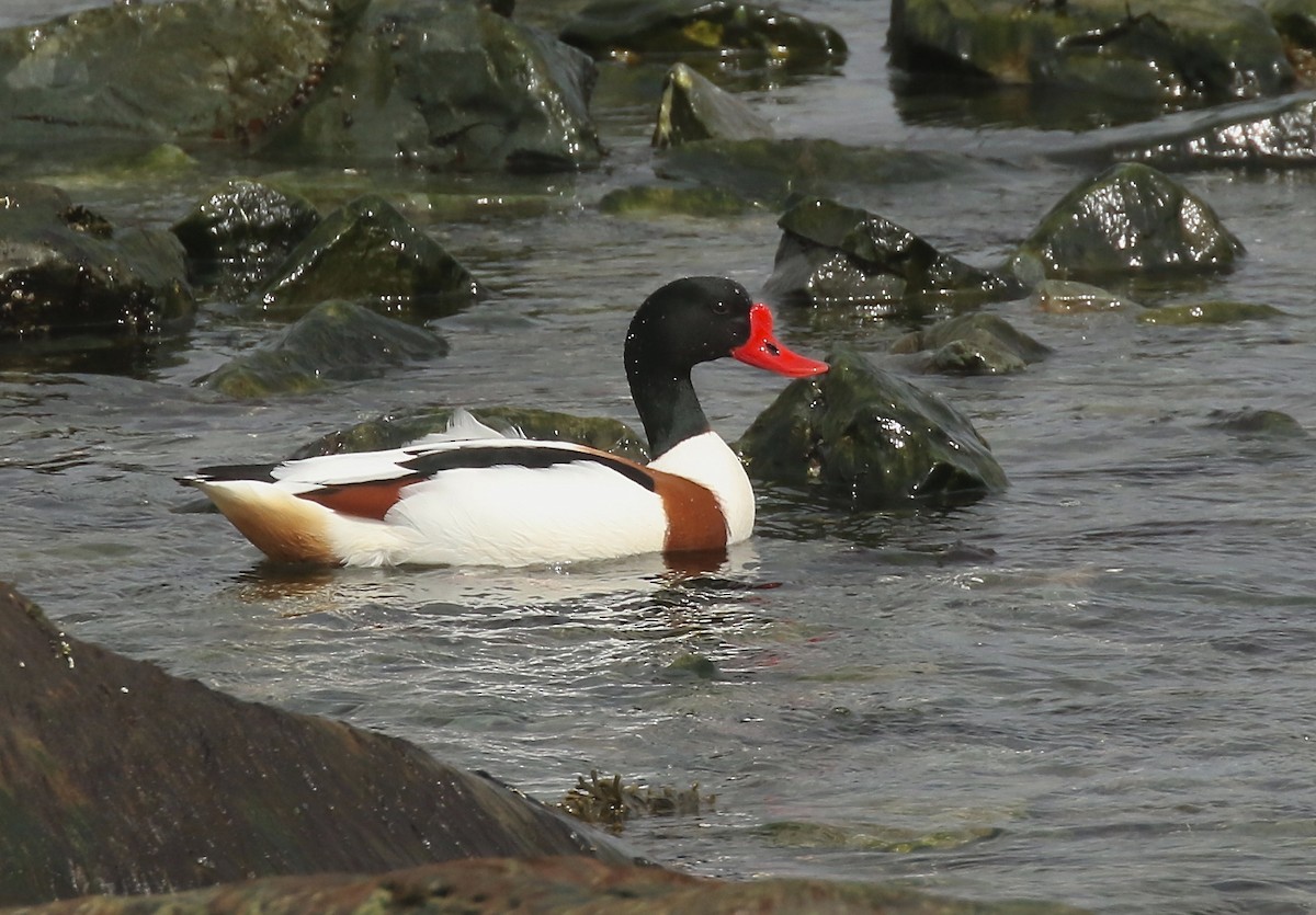 Common Shelduck - ML617471461