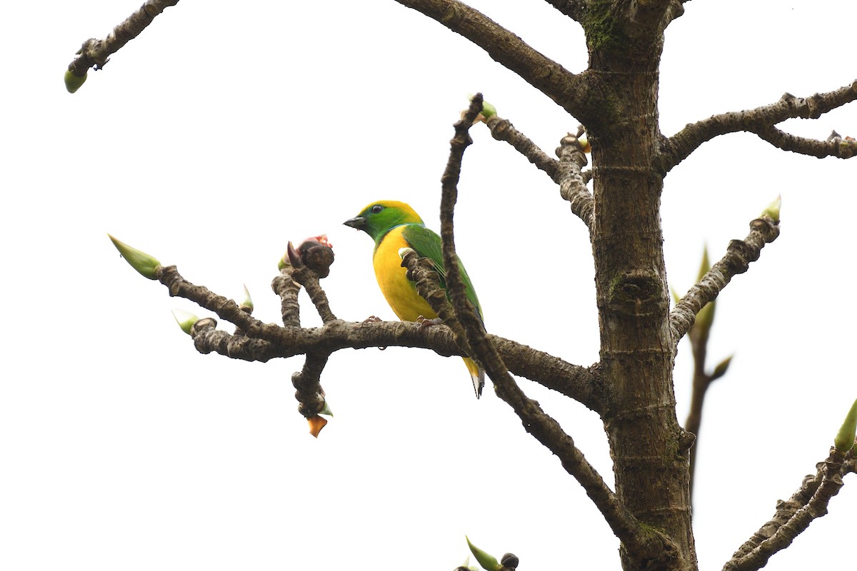 Golden-browed Chlorophonia - terence zahner