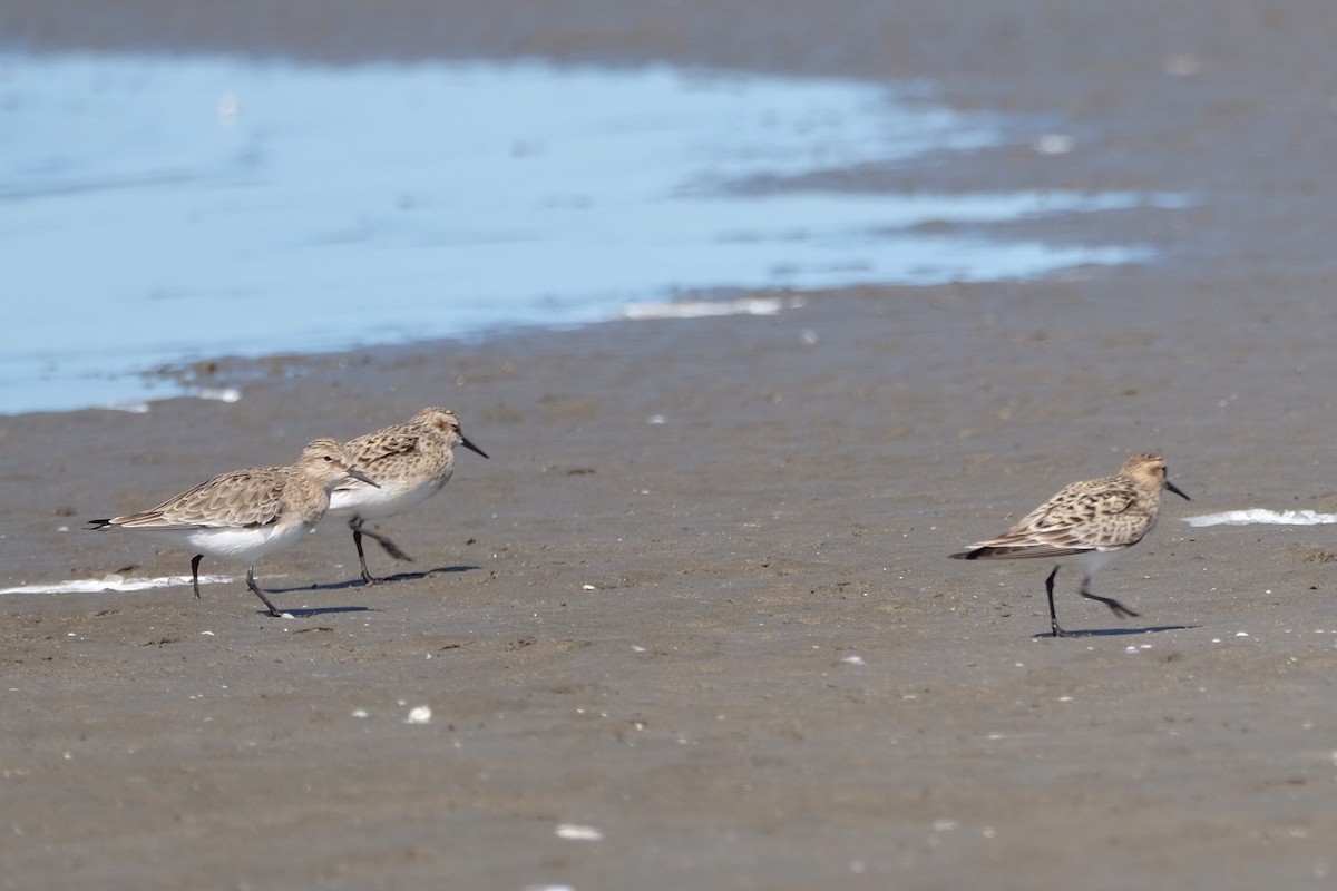 Baird's Sandpiper - Chloe St. Germain-Vermillion