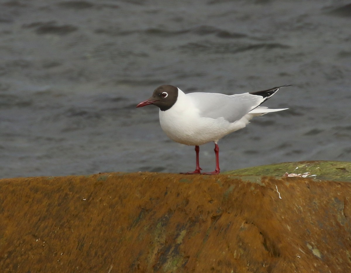 Black-headed Gull - ML617471471