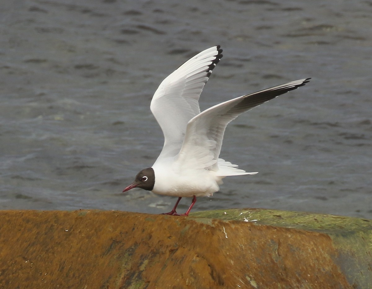 Black-headed Gull - ML617471481