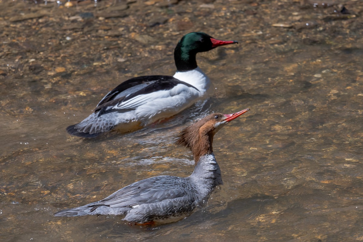 Common Merganser - Sheila and Ed Bremer