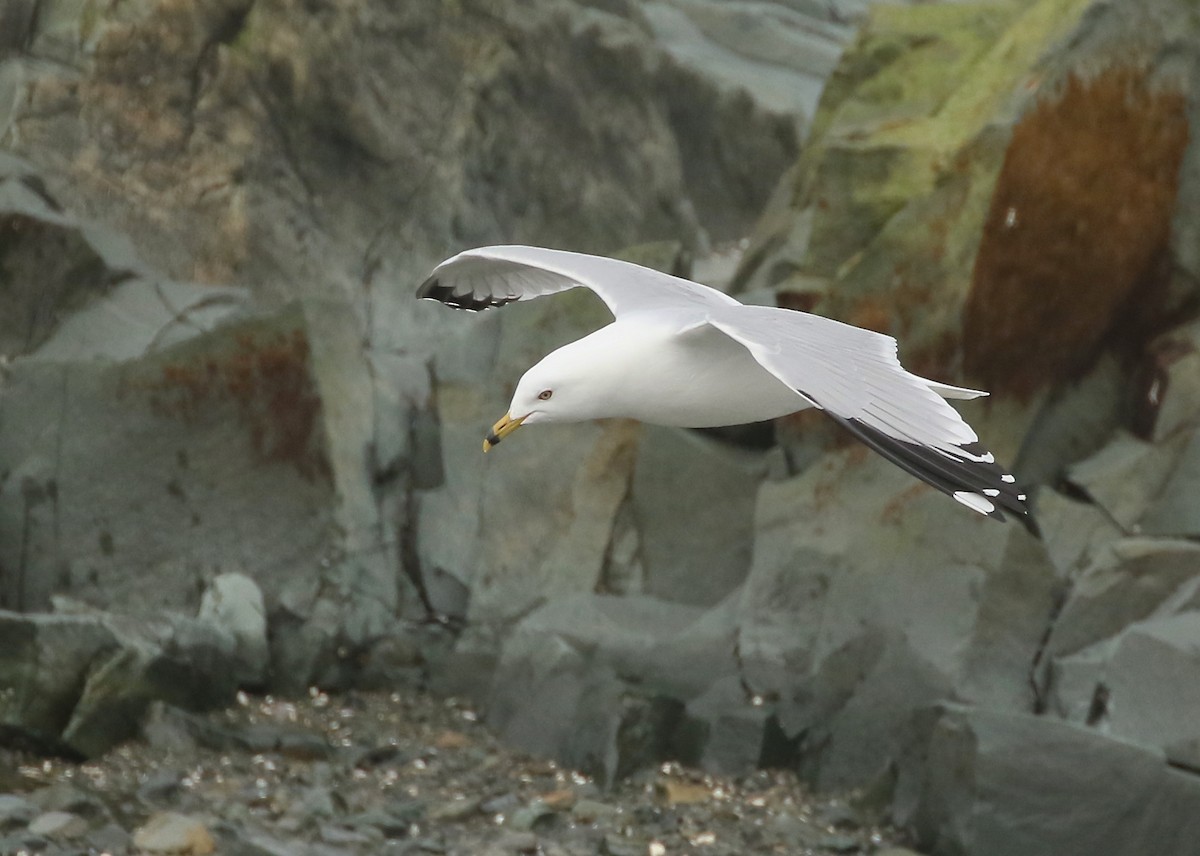 Ring-billed Gull - ML617471497