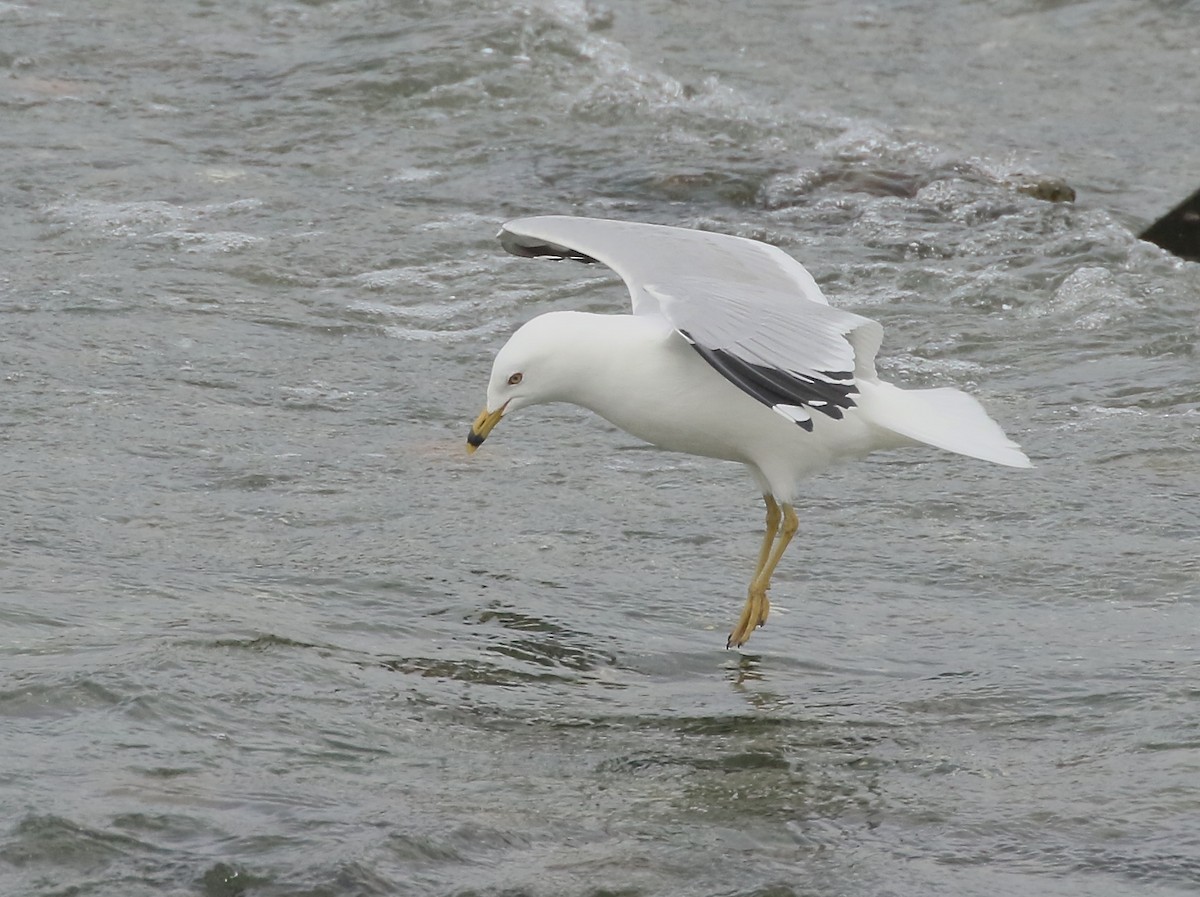 Ring-billed Gull - ML617471498