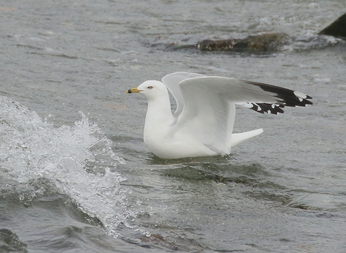 Ring-billed Gull - ML617471502