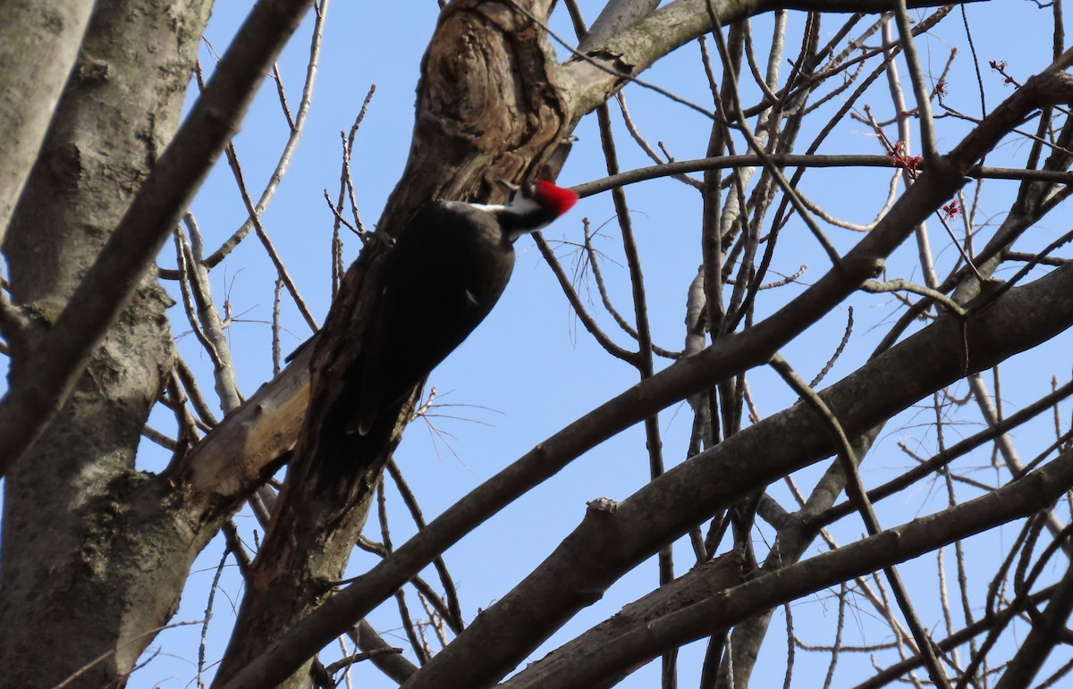 Pileated Woodpecker - ML617471505