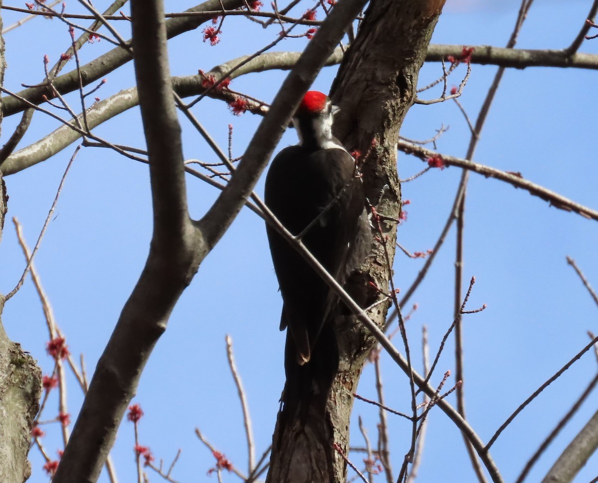 Pileated Woodpecker - ML617471506