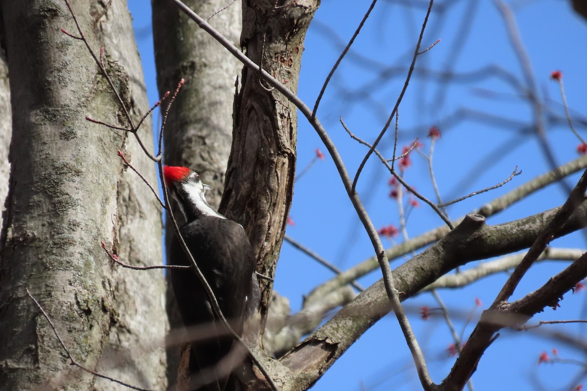 Pileated Woodpecker - ML617471507