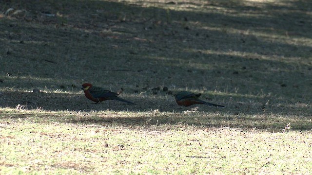 Western Rosella - ML617471513