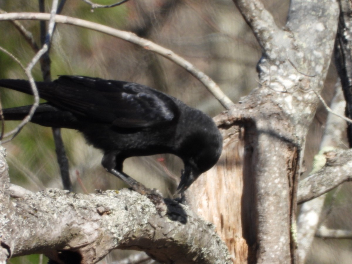 American Crow - ML617471520