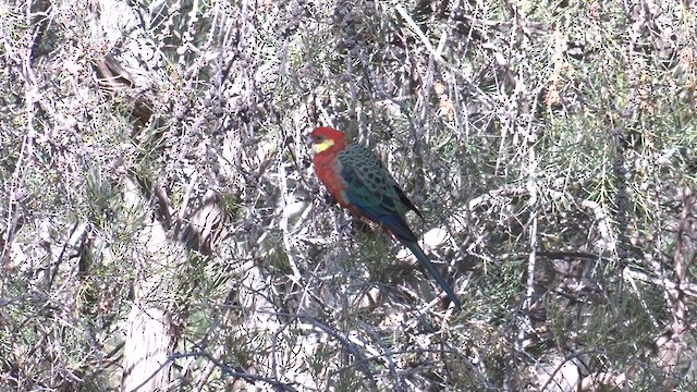 Western Rosella - ML617471525