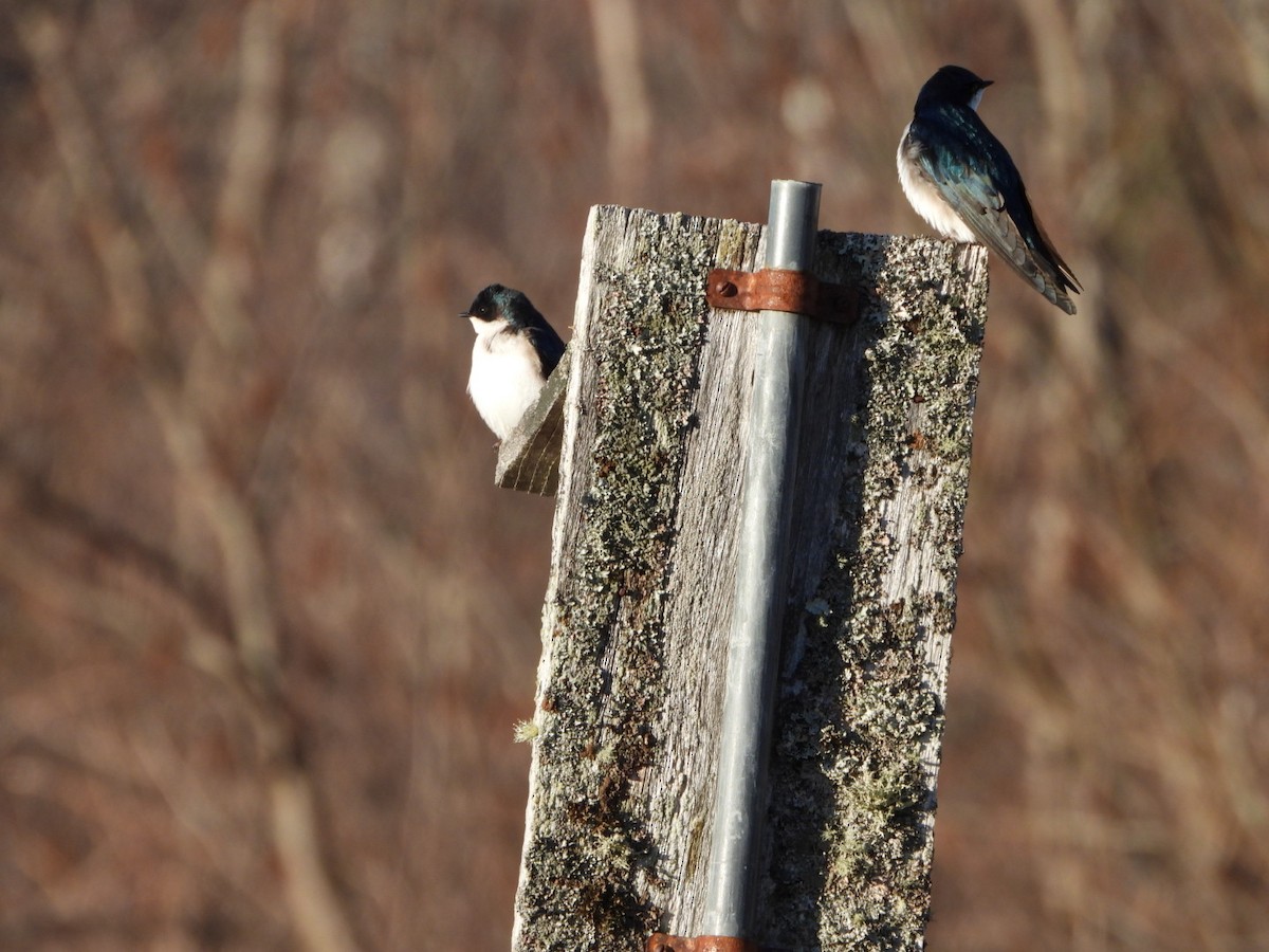 Tree Swallow - Spence Brennick