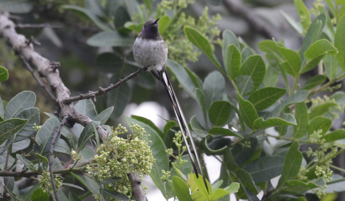 Peruvian Sheartail - ML617471542