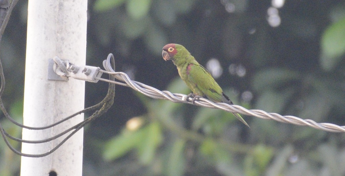 Guayaquil Papağanı - ML617471551
