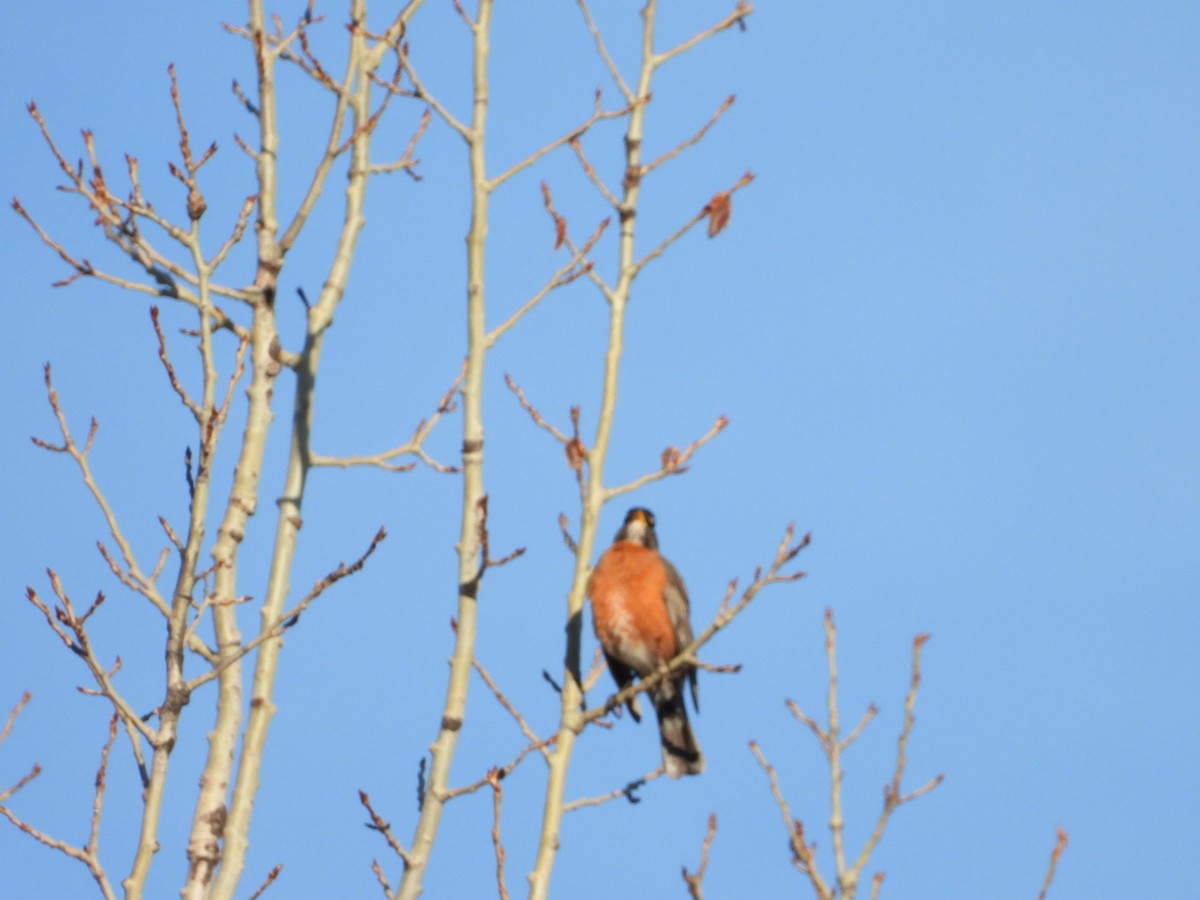American Robin - ML617471553