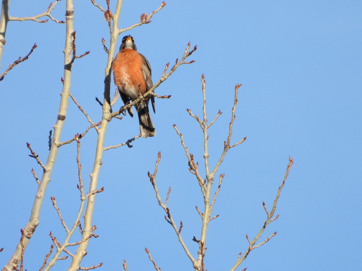 American Robin - ML617471554