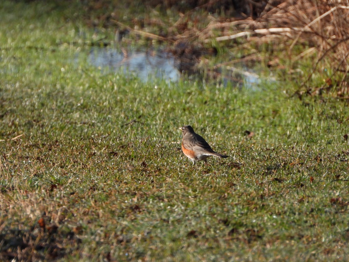 American Robin - ML617471555