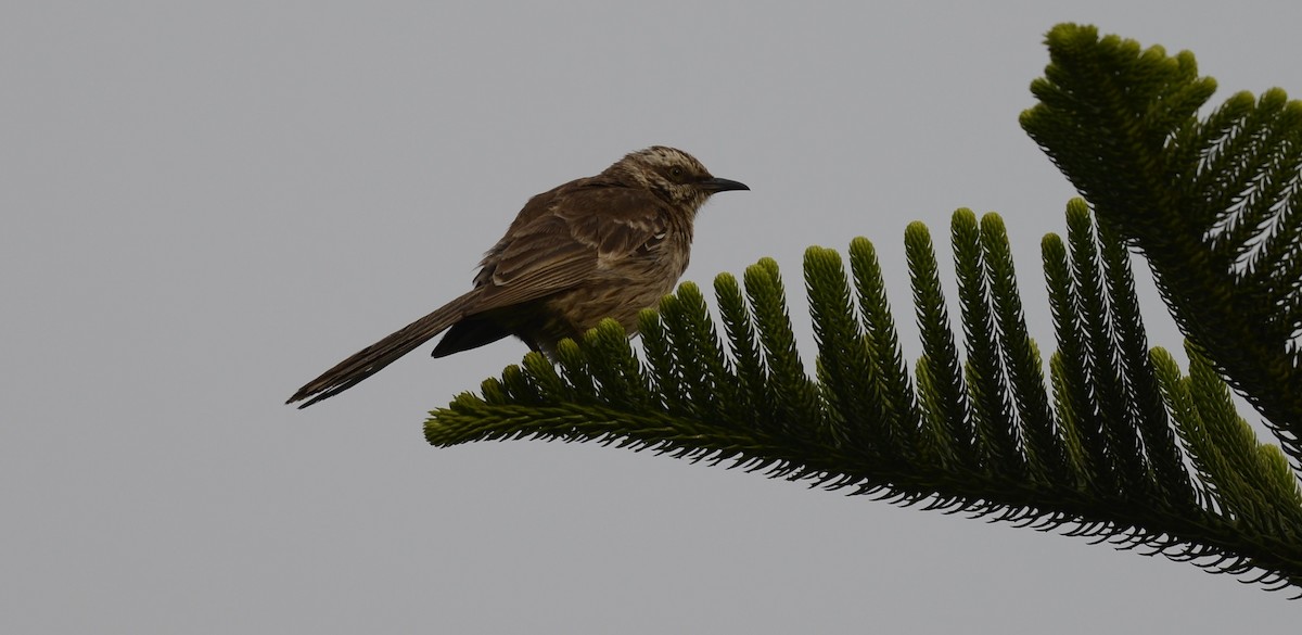 Long-tailed Mockingbird - ML617471571