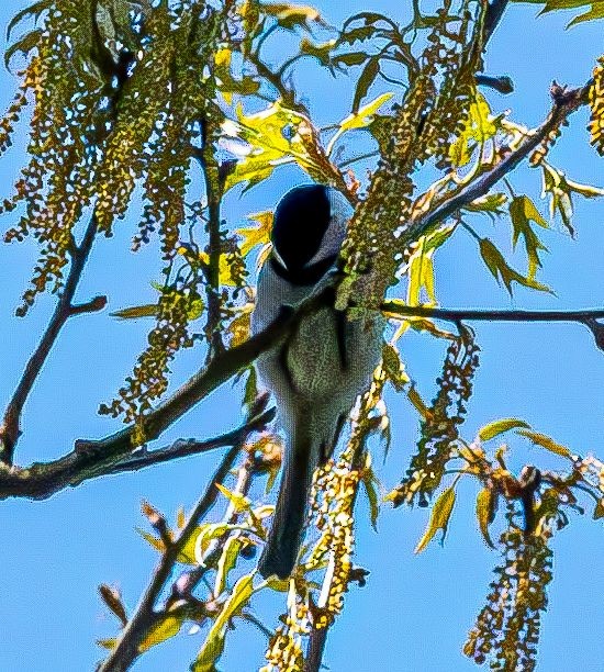 Carolina Chickadee - ML617471579