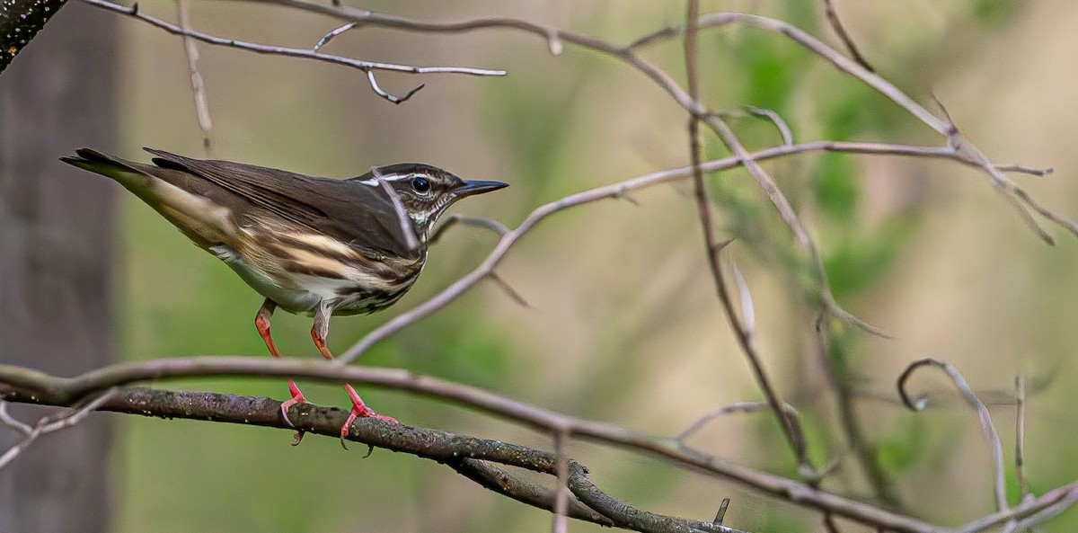 Louisiana Waterthrush - Guy DiRoma