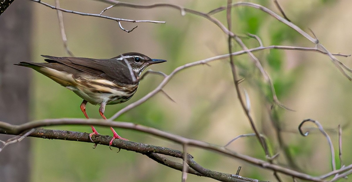 Louisiana Waterthrush - ML617471603