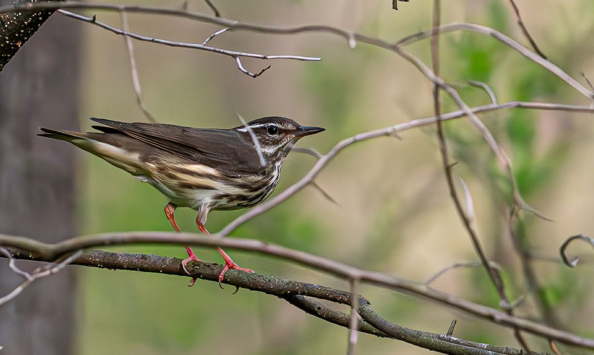 Louisiana Waterthrush - ML617471605