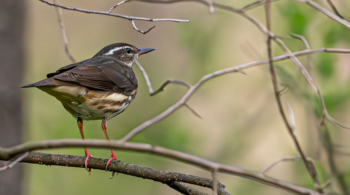 Louisiana Waterthrush - ML617471606