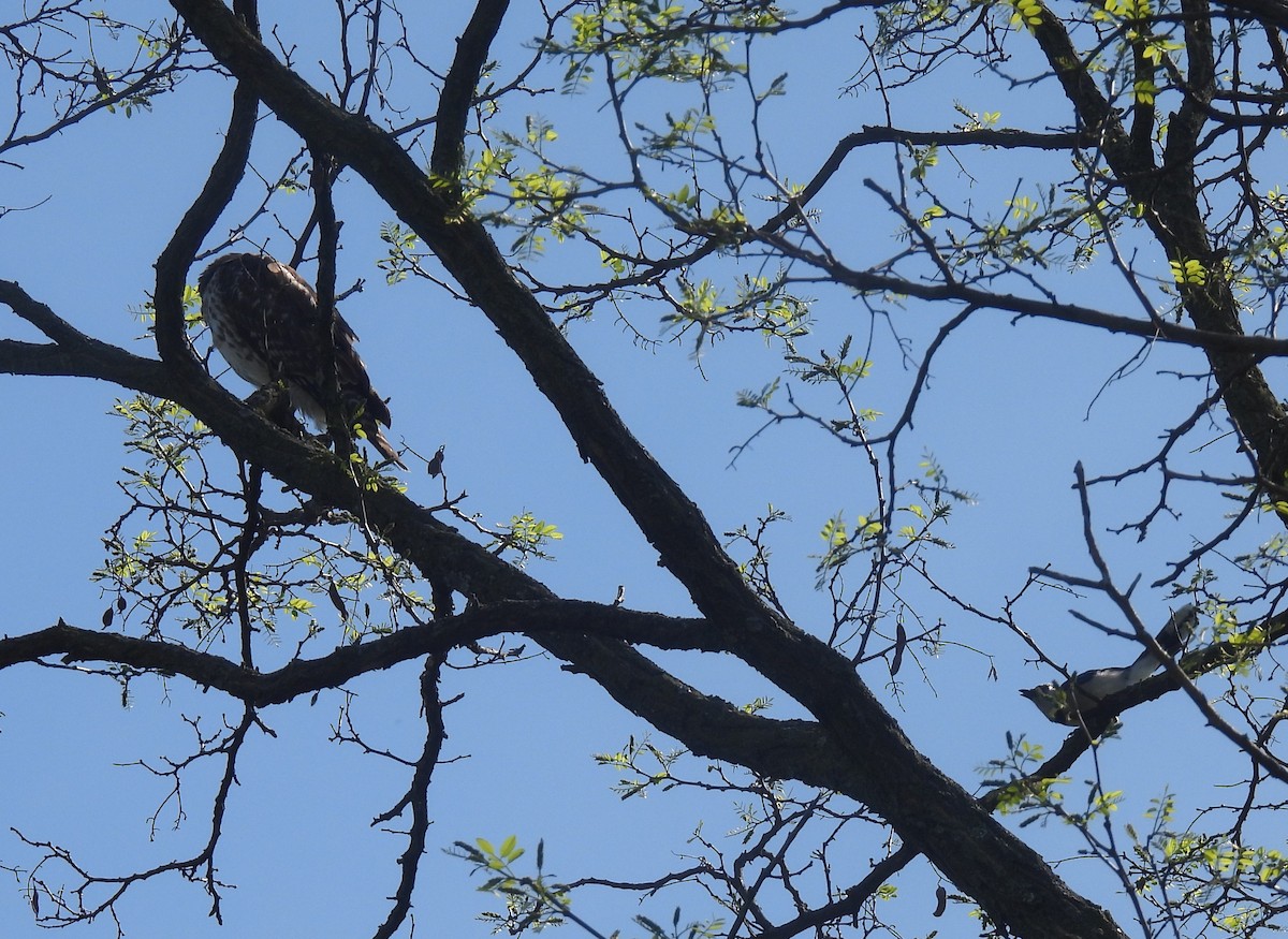 Red-shouldered Hawk - Mary Lou Clark