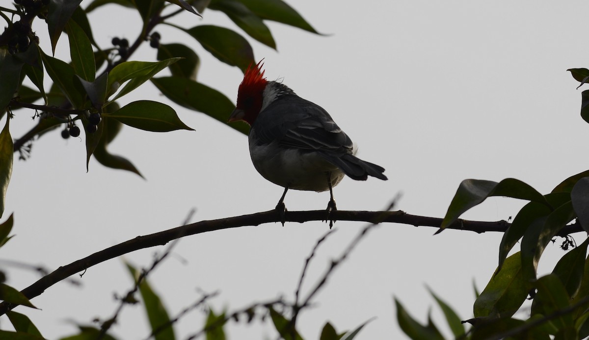 Red-crested Cardinal - ML617471616