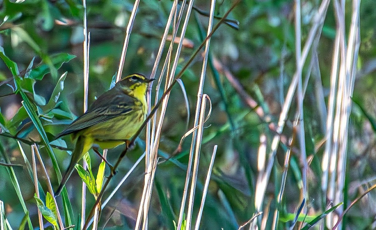 Palm Warbler (Yellow) - ML617471618