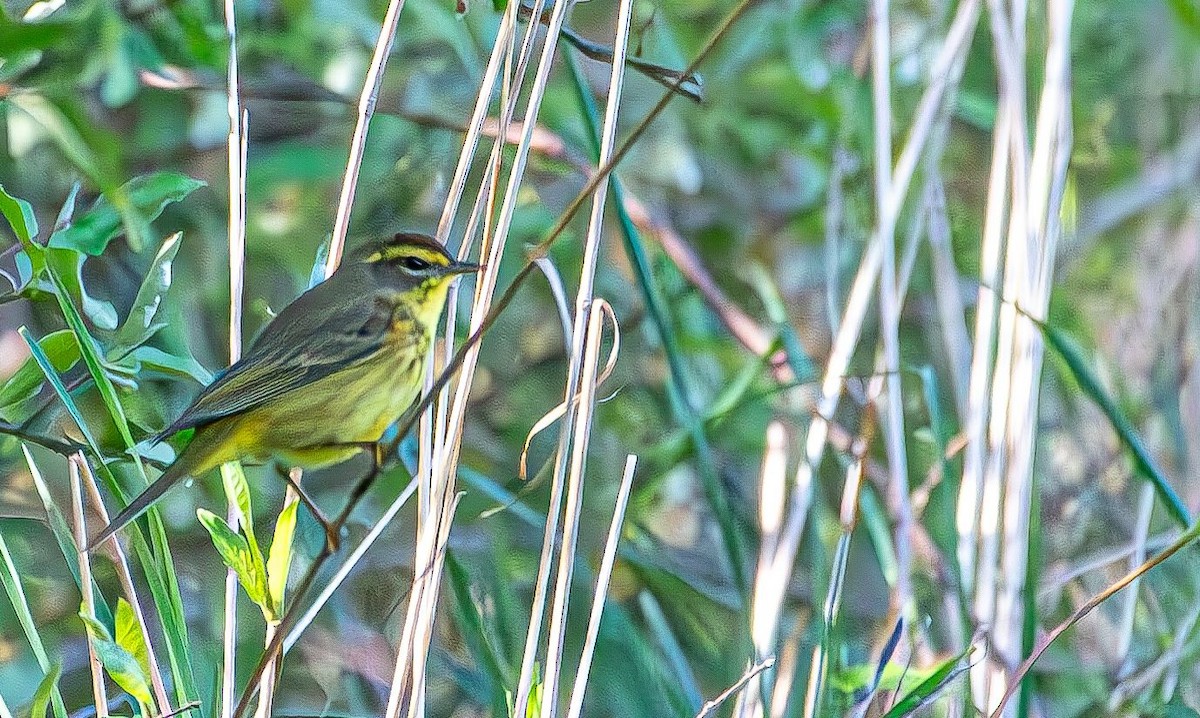 Palm Warbler (Yellow) - ML617471619