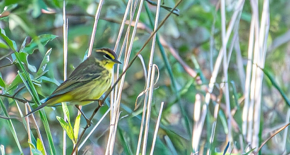 Palm Warbler (Yellow) - ML617471620