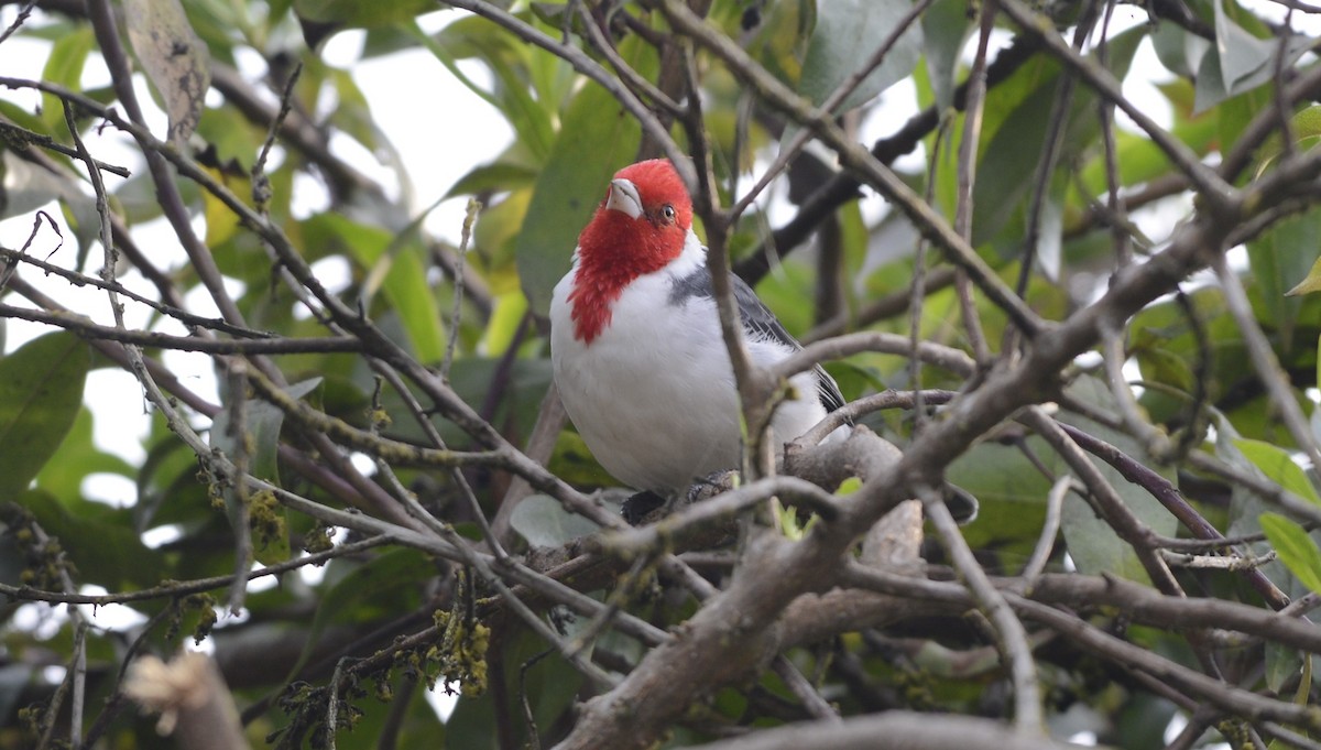 Red-crested Cardinal - ML617471626