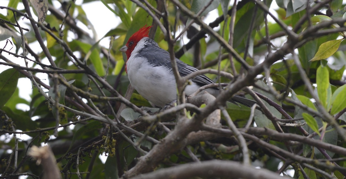 Red-crested Cardinal - ML617471630